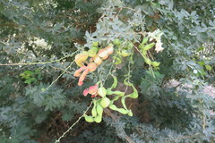 Pithecellobium dulce