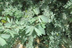 Pithecellobium dulce