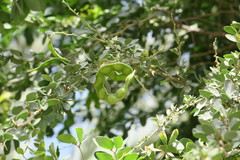 Pithecellobium dulce