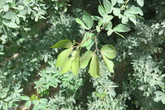 Pithecellobium dulce
