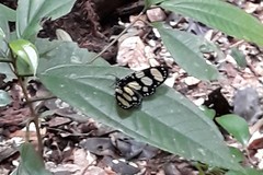 Notophyson heliconides