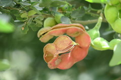 Pithecellobium dulce