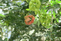 Pithecellobium dulce
