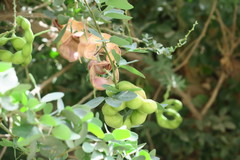 Pithecellobium dulce