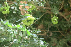 Pithecellobium dulce