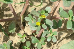 Portulaca oleracea