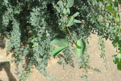 Pithecellobium dulce