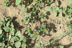 Portulaca oleracea