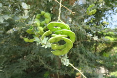 Pithecellobium dulce