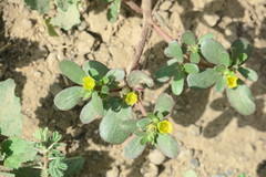 Portulaca oleracea