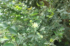 Pithecellobium dulce