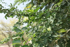 Pithecellobium dulce