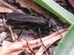 Entomobora