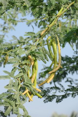 Prosopis juliflora