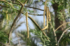Prosopis juliflora