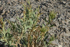 Rhazya stricta