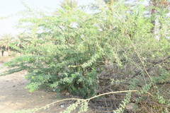 Prosopis juliflora