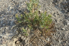 Rhazya stricta