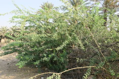 Prosopis juliflora