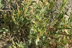 Rhazya stricta