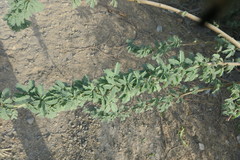 Prosopis juliflora
