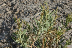 Rhazya stricta