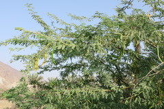 Prosopis juliflora