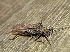 Perlodes microcephalus