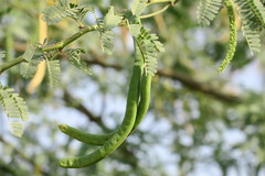 Prosopis juliflora