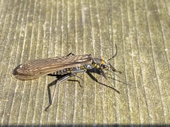 Perlodes microcephalus