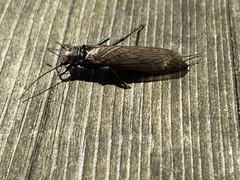 Perlodes microcephalus