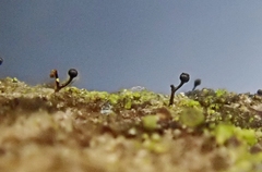 Phaeocalicium populneum