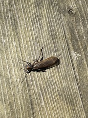 Perlodes microcephalus