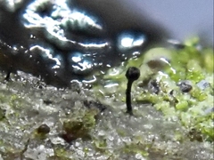 Phaeocalicium populneum