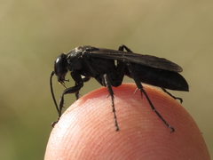 Entomobora