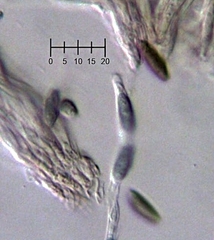 Phaeocalicium populneum