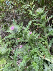 Cirsium brevistylum