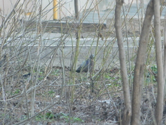 Columba livia domestica
