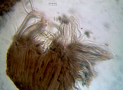 Phaeocalicium populneum