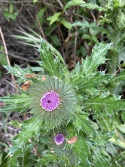 Cirsium brevistylum