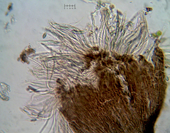 Phaeocalicium populneum