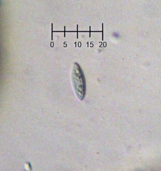 Phaeocalicium populneum