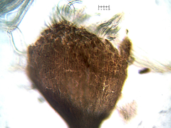 Phaeocalicium populneum