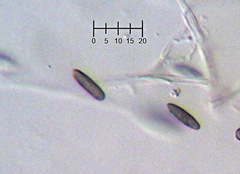 Phaeocalicium populneum