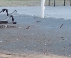 Turdus rufopalliatus