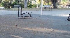 Turdus rufopalliatus