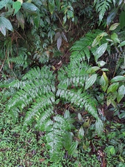 Diplazium doederleinii