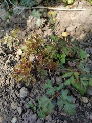 Geranium robertianum