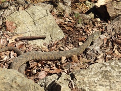 Nerodia rhombifer