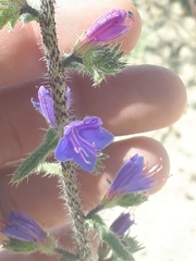 Echium gaditanum
